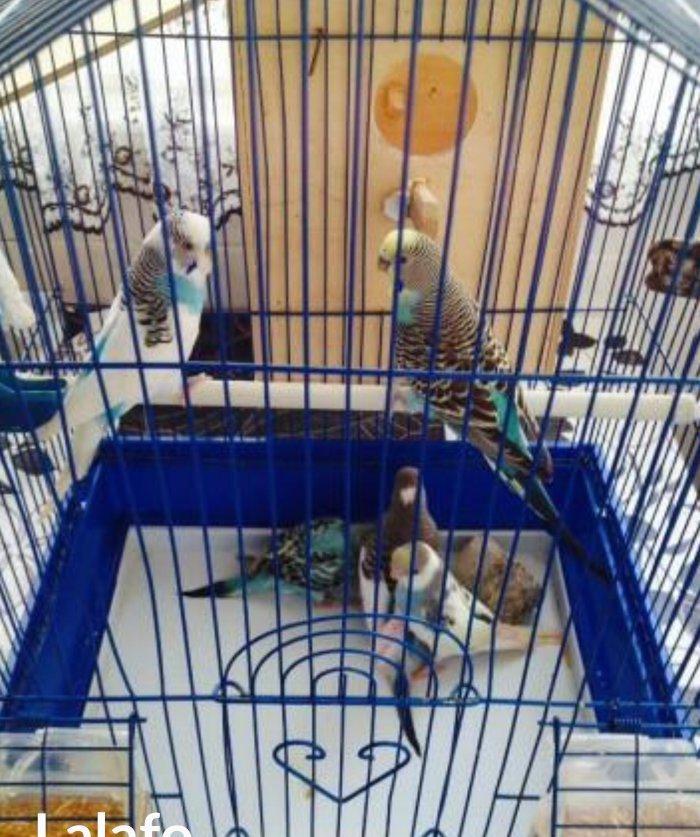 Papuqaylar satılır hazır qızgın cütdüler 3.defe bala almıwam. Balaları