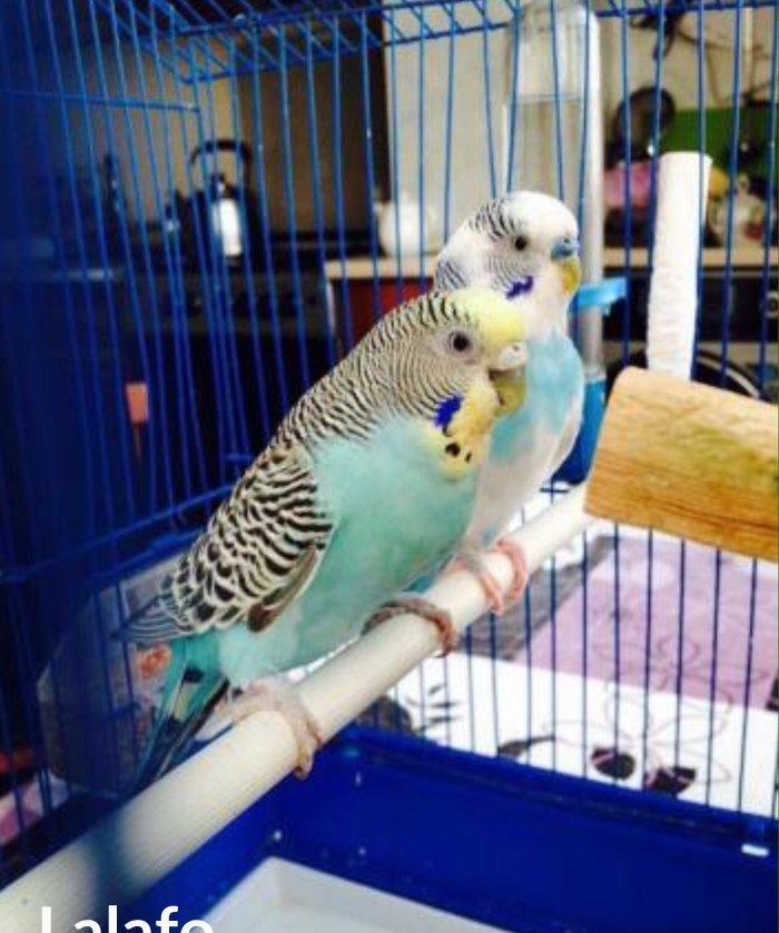 Papuqaylar satılır hazır qızgın cütdüler 3.defe bala almıwam. Balaları