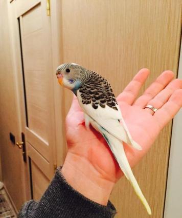 Papuqaylar satılır. İki denedi tam saglam ele öyredilmiw elden den yey