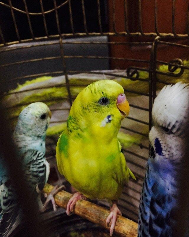 Papuqay satılır. 3.Aylıgdı öz papuqaylarımın balasıdı ev weraitinde sa