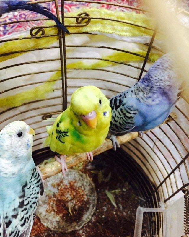 Papuqay satılır. 3.Aylıgdı öz papuqaylarımın balasıdı ev weraitinde sa