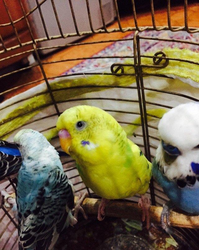 Papuqay satılır. 3.Aylıgdı öz papuqaylarımın balasıdı ev weraitinde sa