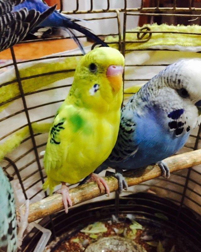 Papuqay satılır. 3.Aylıgdı öz papuqaylarımın balasıdı ev weraitinde sa