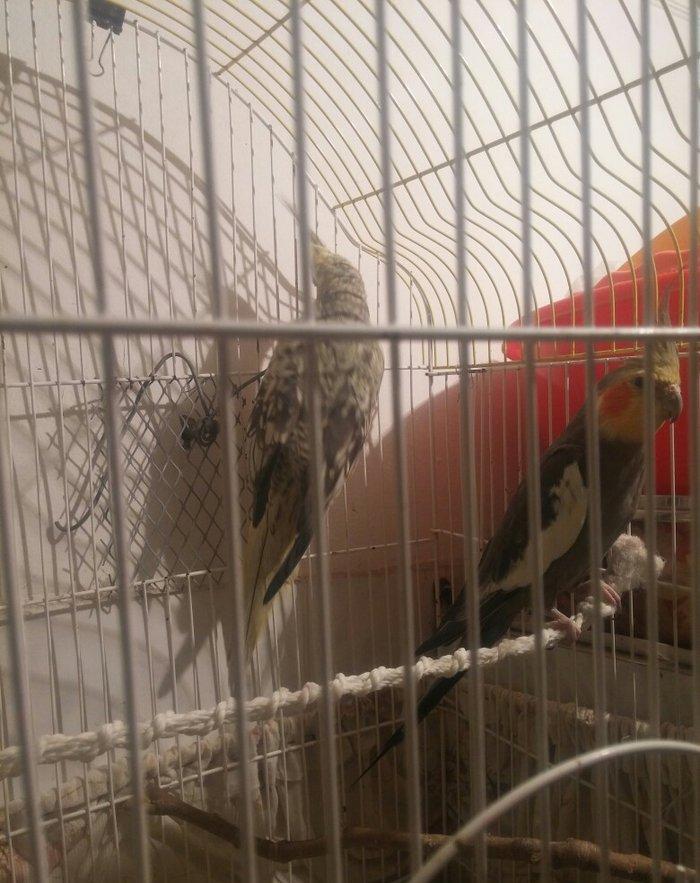 cut karella qefesle yawil qefesle bir yerde bir defe bala verib yene y