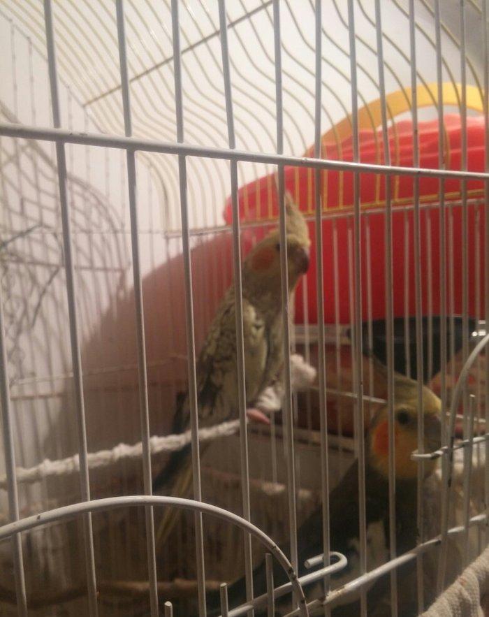 cut karella qefesle yawil qefesle bir yerde bir defe bala verib yene y