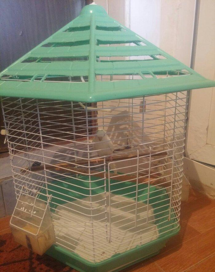 cut karella qefesle yawil qefesle bir yerde bir defe bala verib yene y