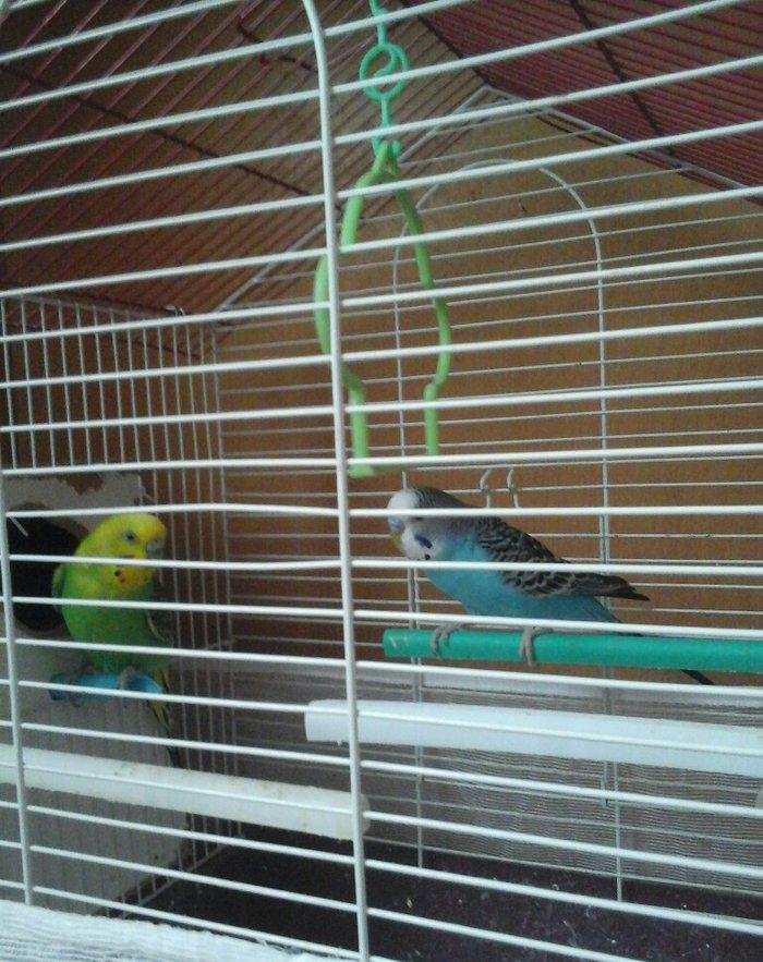 erkek dişi cüt quş.qefes su qabı yem qabı hamsı bir yerde 5