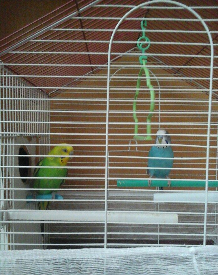 erkek dişi cüt quş.qefes su qabı yem qabı hamsı bir yerde 5