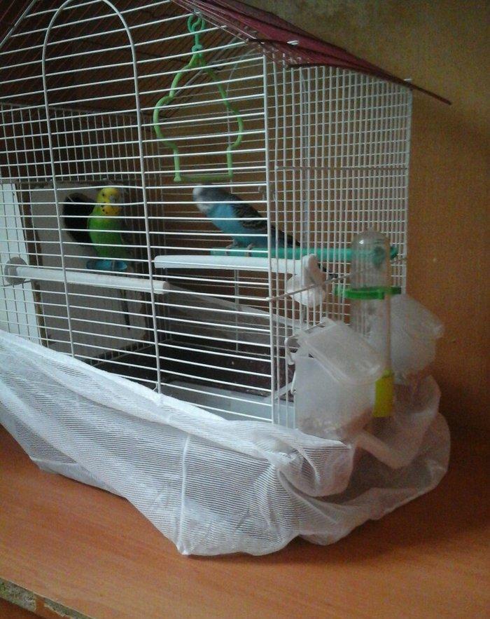 erkek dişi cüt quş.qefes su qabı yem qabı hamsı bir yerde 5