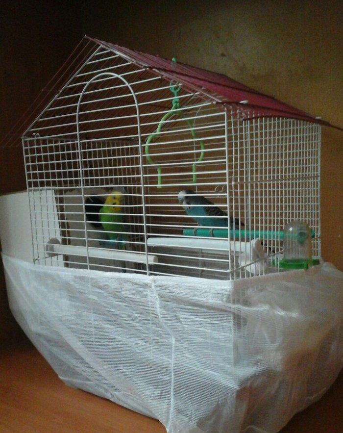 erkek dişi cüt quş.qefes su qabı yem qabı hamsı bir yerde 5