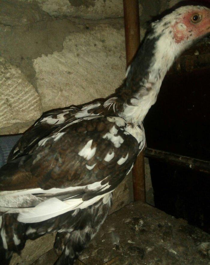 heyratı hər ayda hər yaşda heyratı vaxtım yoxdur baxmağa ona görə satı