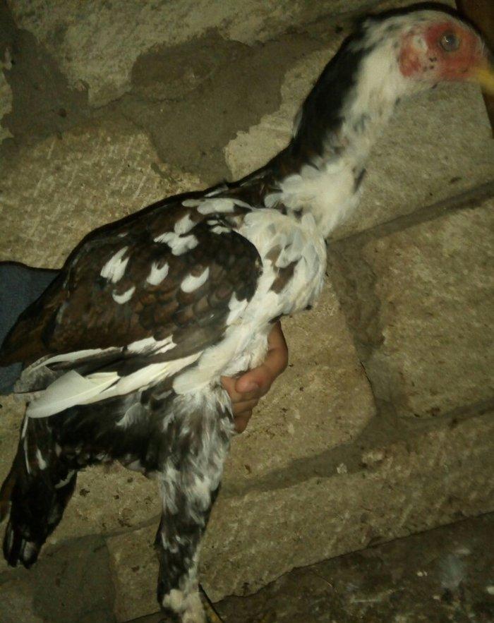 heyratı hər ayda hər yaşda heyratı vaxtım yoxdur baxmağa ona görə satı