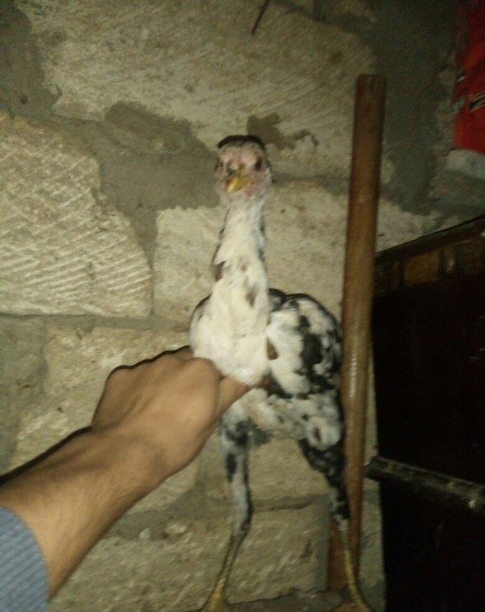 heyratı hər ayda hər yaşda heyratı vaxtım yoxdur baxmağa ona görə satı