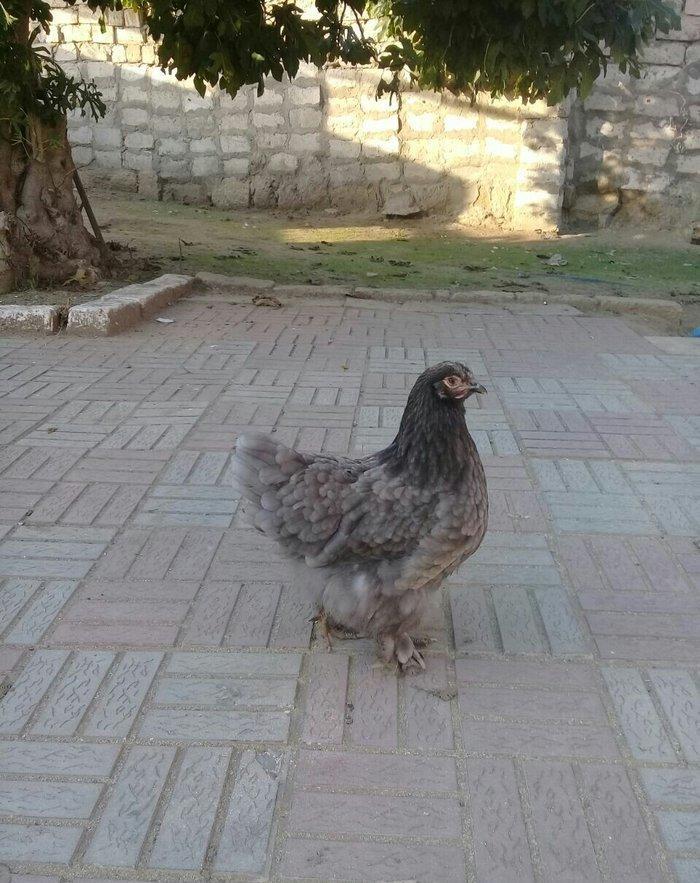 brama blue satlllr 4 ayl kecibler , ferediler biri 35 azn