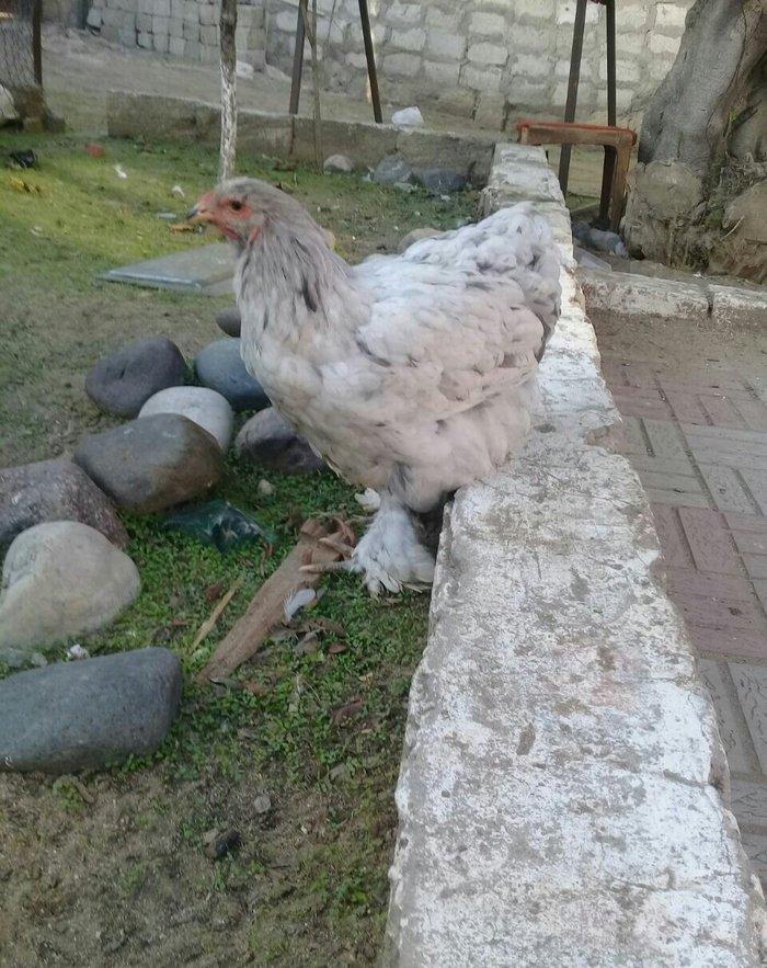 brama blue satlllr 4 ayl kecibler , ferediler biri 35 azn