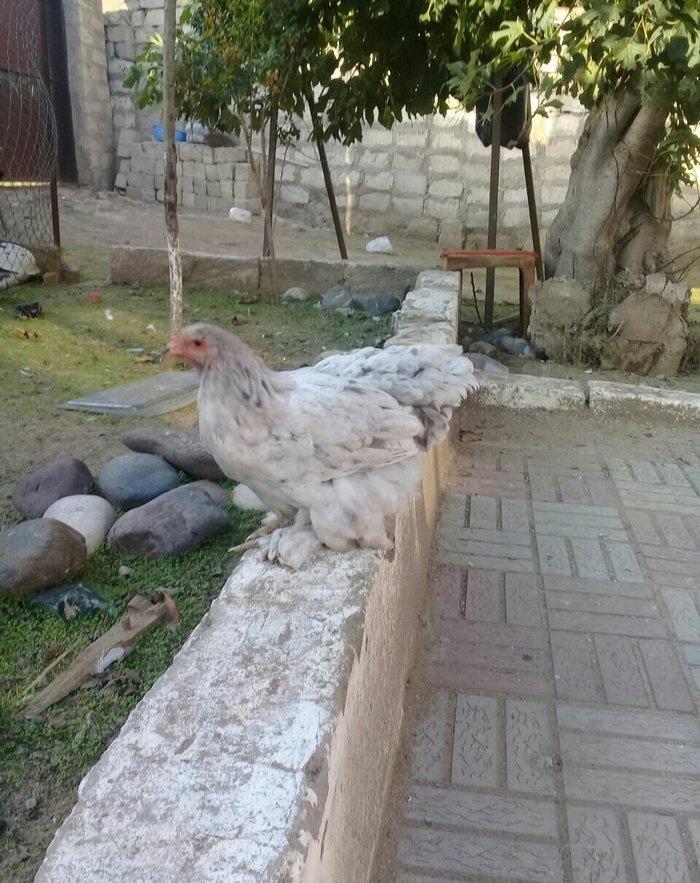 brama blue satlllr 4 ayl kecibler , ferediler biri 35 azn