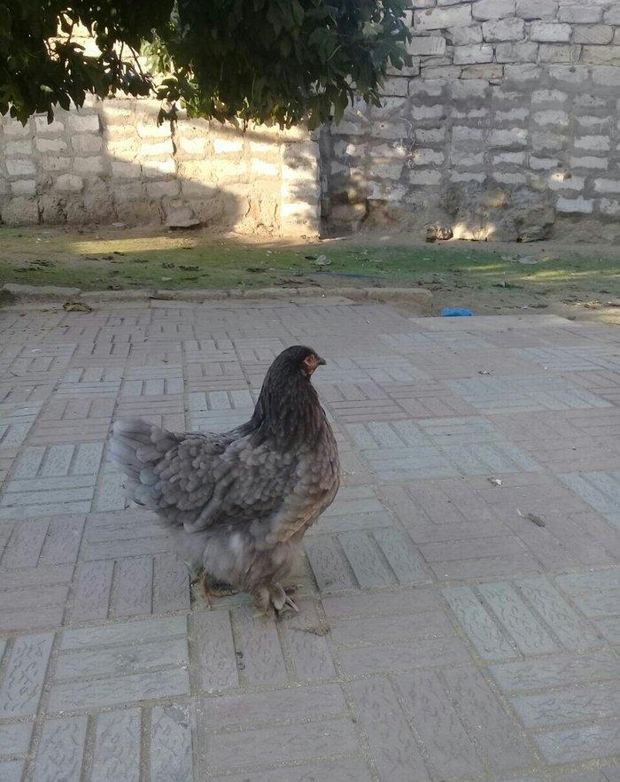 brama blue satlllr 4 ayl kecibler , ferediler biri 35 azn