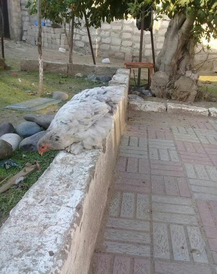 brama blue satlllr 4 ayl kecibler , ferediler biri 35 azn