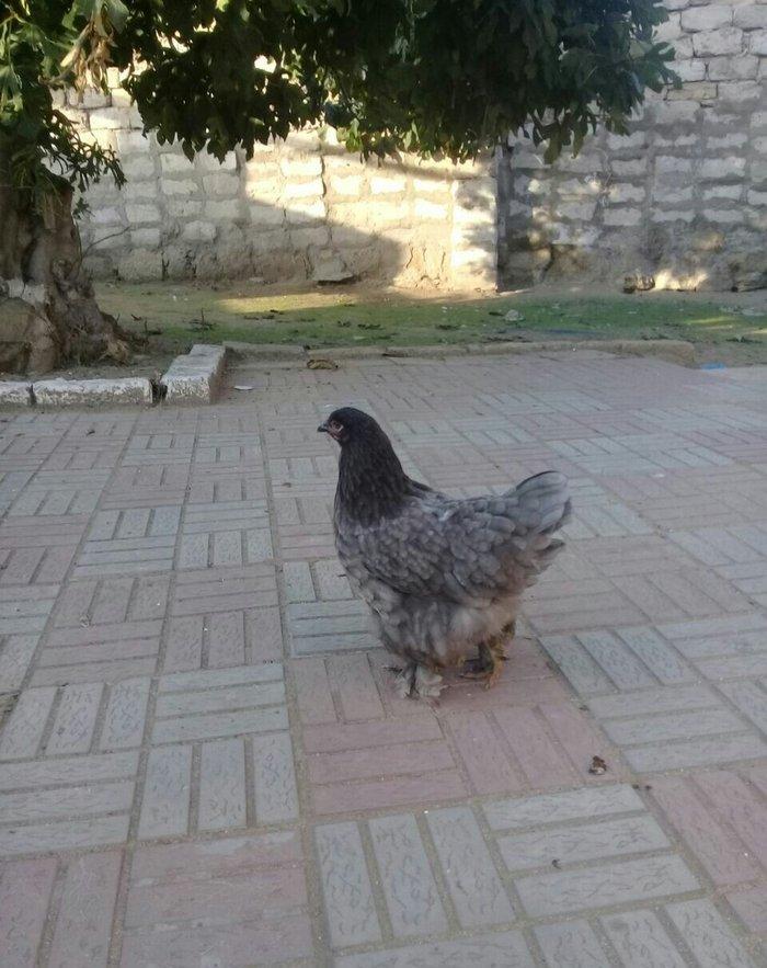 brama blue satlllr 4 ayl kecibler , ferediler biri 35 azn