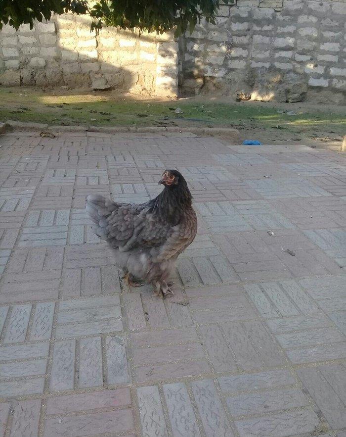 brama blue satlllr 4 ayl kecibler , ferediler biri 35 azn