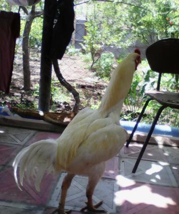 Temiz cins heyratilardi bir xoruz 3dene de feresi var super heyvannard