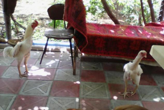 Temiz cins heyratilardi bir xoruz 3dene de feresi var super heyvannard