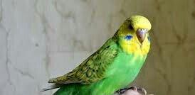 Prodayutsa volnistie popuqai. 10azn.. Dalgali popuqaylar satilir. 10az