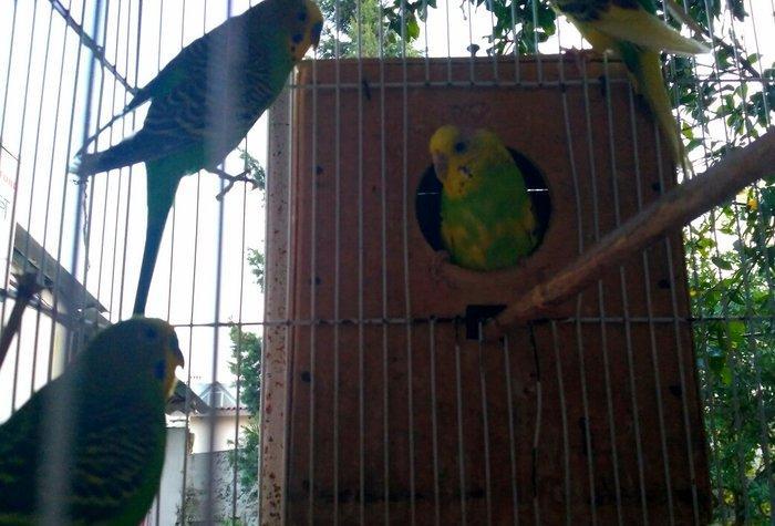 Prodayutsa volnistie popuqai. 10azn.. Dalgali popuqaylar satilir. 10az