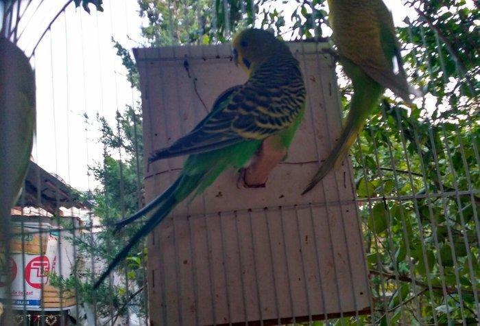 Prodayutsa volnistie popuqai. 10azn.. Dalgali popuqaylar satilir. 10az