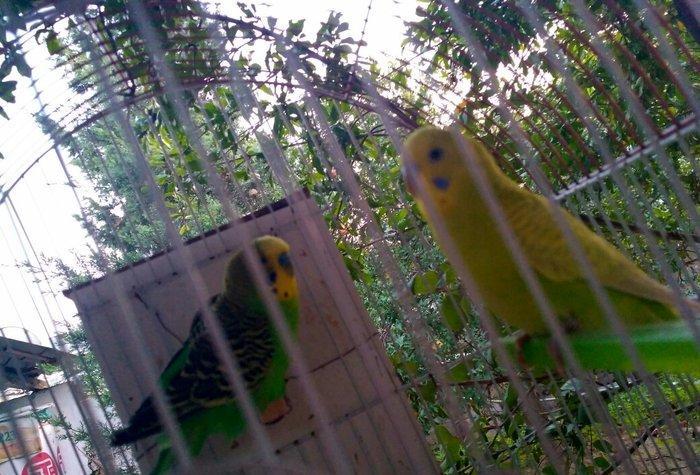 Prodayutsa volnistie popuqai. 10azn.. Dalgali popuqaylar satilir. 10az