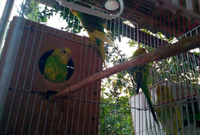 Prodayutsa volnistie popuqai. 10azn.. Dalgali popuqaylar satilir. 10az