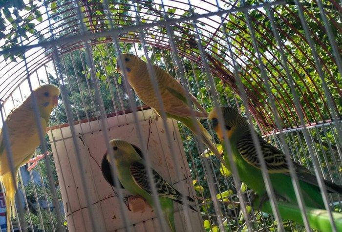 Prodayutsa volnistie popuqai. 10azn.. Dalgali popuqaylar satilir. 10az