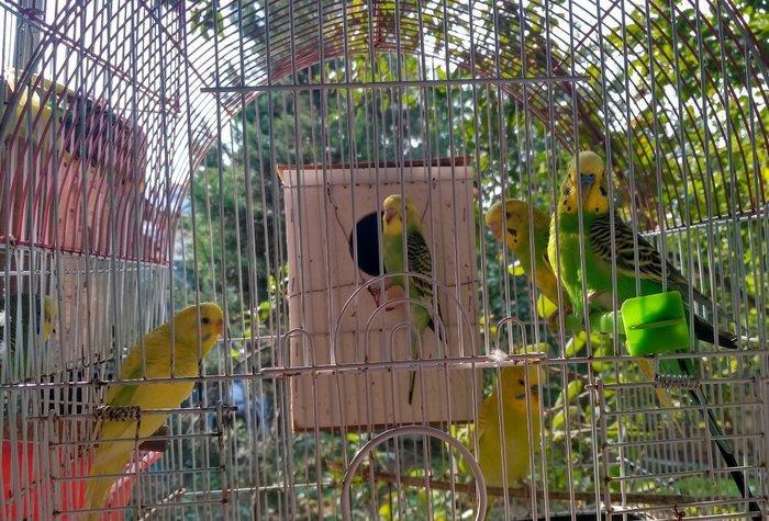 Prodayutsa volnistie popuqai. 10azn.. Dalgali popuqaylar satilir. 10az