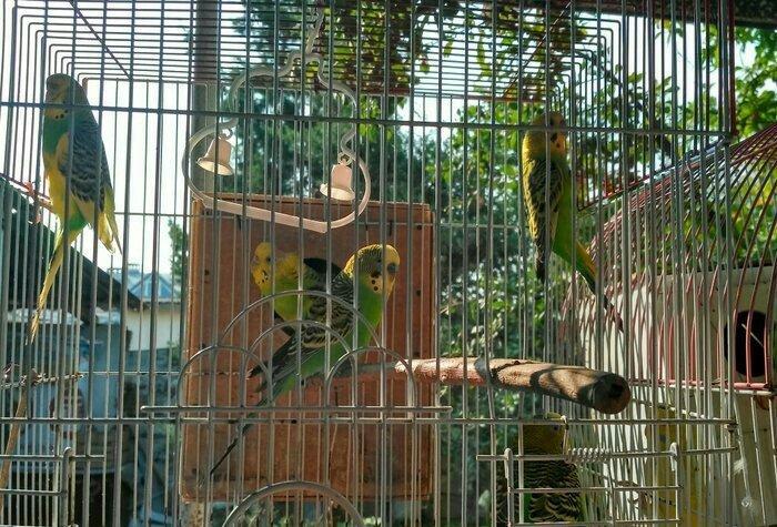 Prodayutsa volnistie popuqai. 10azn.. Dalgali popuqaylar satilir. 10az