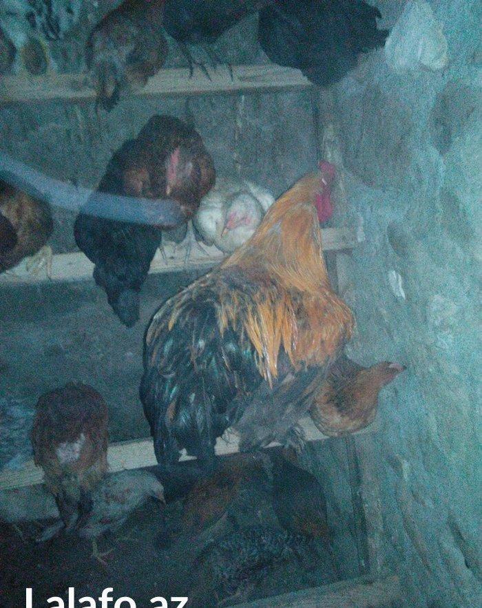 1 illik tam saglam brama xoruzu satilir (cox iri heyvandi)
butun