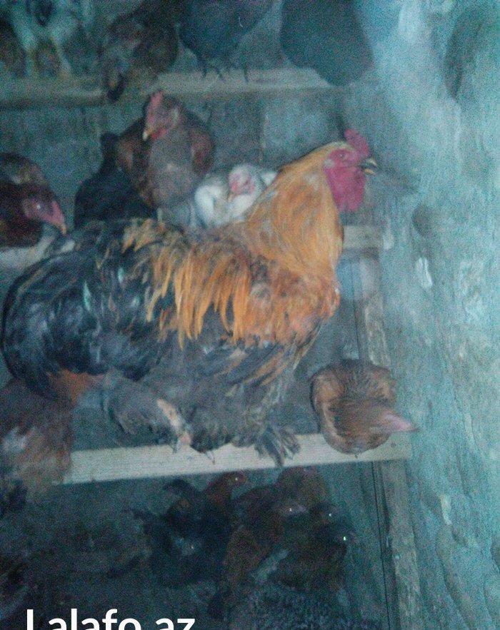 1 illik tam saglam brama xoruzu satilir (cox iri heyvandi)
butun