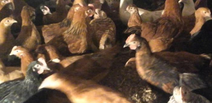 Tam saglam kent cuceleri istenilen sayda var, diri cekileri