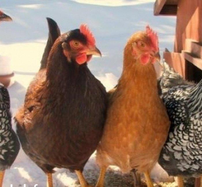 1 illik yumurtlayan kent toyoxlari herbir vaksinleri vurulub, qurt