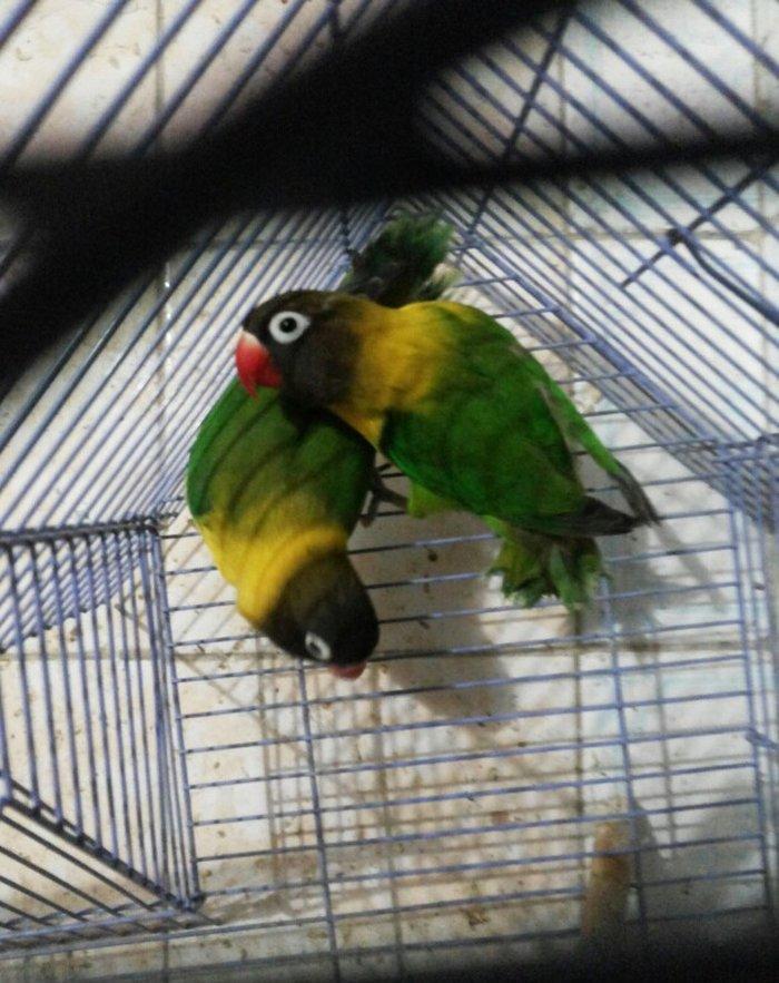 Maskoviy nerazlucnikler satilir tam cute hazir quslardir