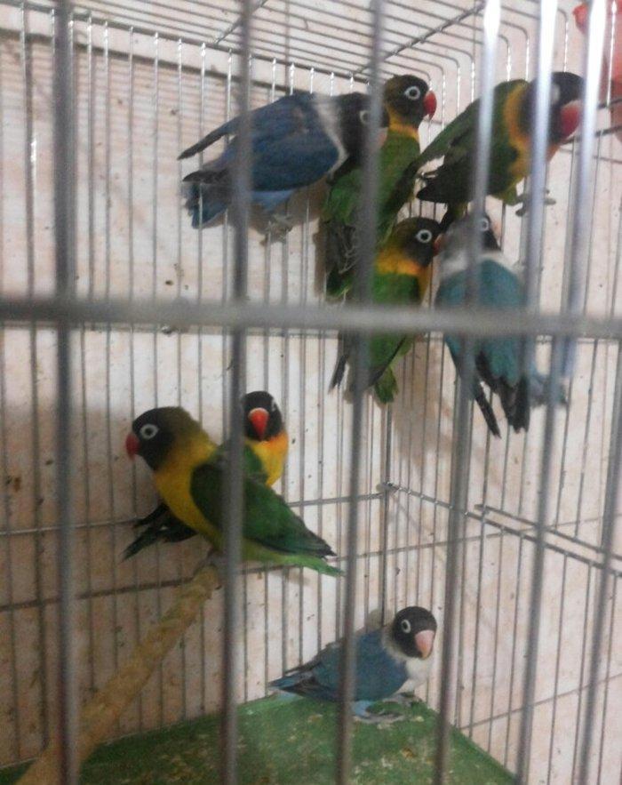 Maskoviy nerazlucnikler satilir tam cute hazir quslardir