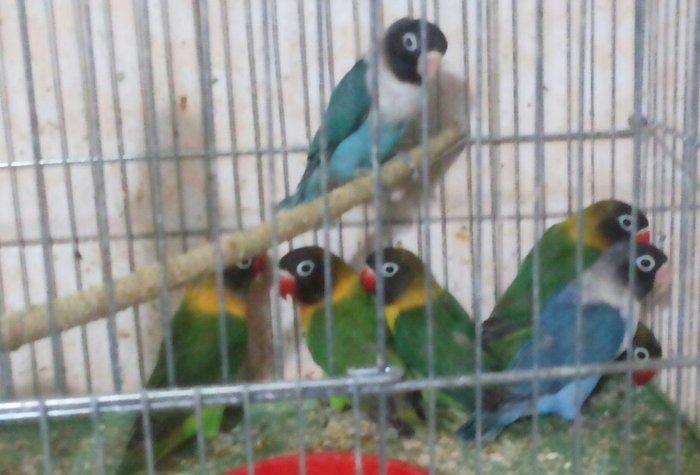 Maskoviy nerazlucnikler satilir tam cute hazir quslardir