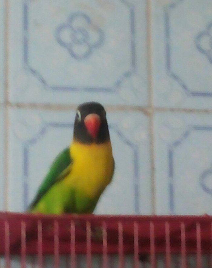 Maskoviy nerazlucnikler satilir tam cute hazir quslardir