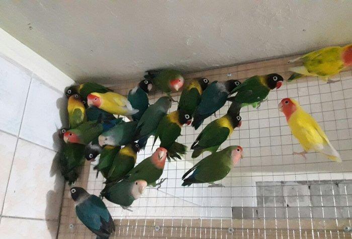 Maskoviy nerazlucnikler satilir tam cute hazir quslardir