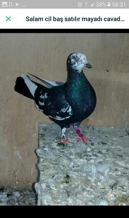 Salam quş satılır mayadı cavan quşdu cütə hazırdı.hec bir prablemi yox