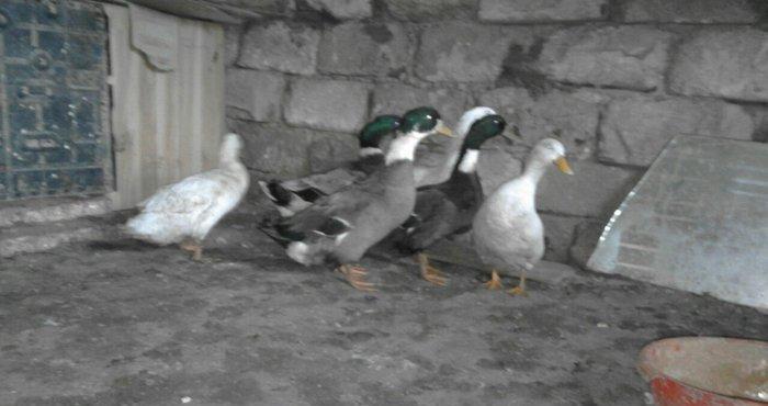 Salam sesli ordek balalari satilir 15- azn 5- ayliqdi 6- ededdir