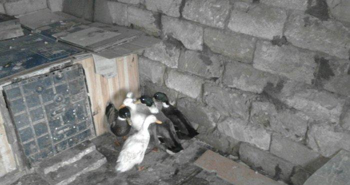 Salam sesli ordek balalari satilir 15- azn 5- ayliqdi 6- ededdir