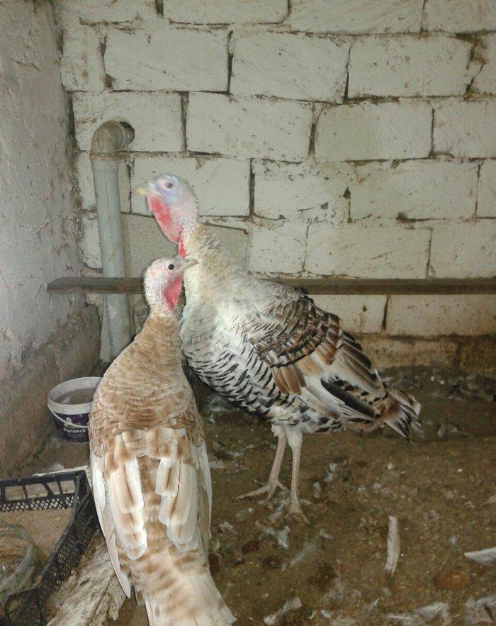 1 cut hinduska satilir 9 ayliq qurd dermanlari verilib cuma iynesi cic