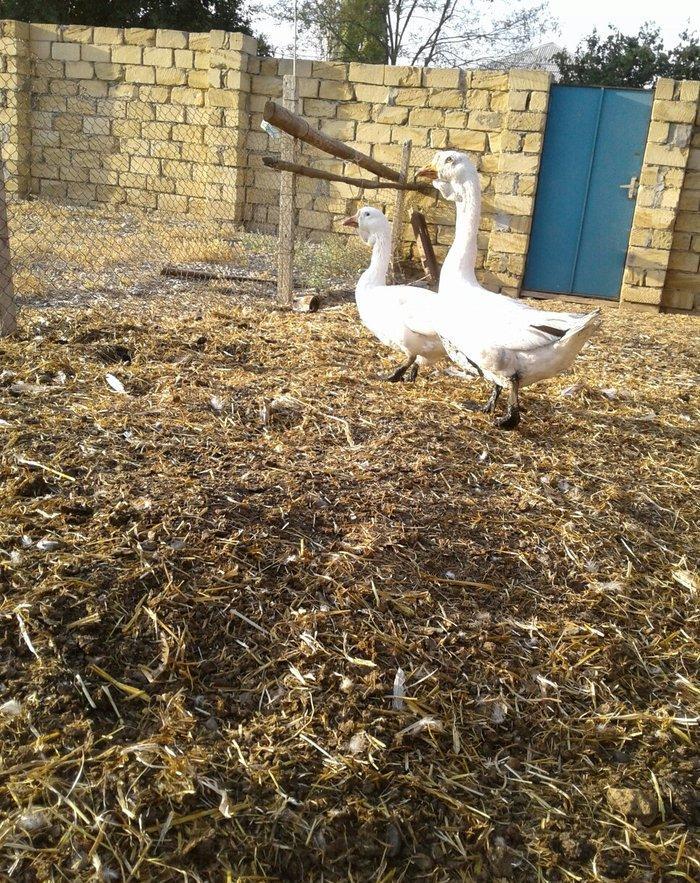 Xolmagor gazi hazir jut  jutune aidi giymeti real alijilar buyurub zen