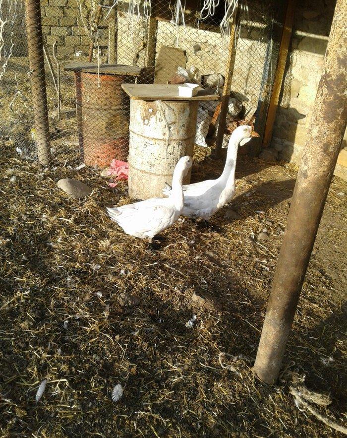 Xolmagor gazi hazir jut  jutune aidi giymeti real alijilar buyurub zen