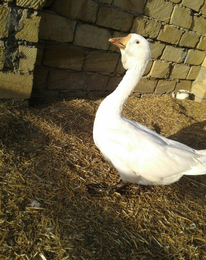 Xolmagor gazi hazir jut  jutune aidi giymeti real alijilar buyurub zen